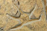 Fossil Starfish, Brittle Star & Edrioasteroid Plate #255014-1